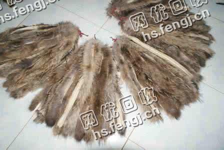 河南濮阳地区闲置貉子毛条回收