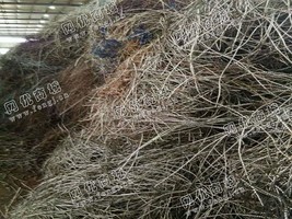 安徽淮北处理100吨刨花