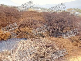缙云地区处理30吨普刨花