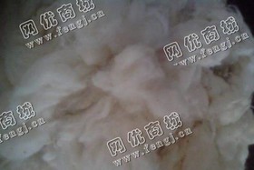 江苏徐州地区长期供应优质古棉开花棉