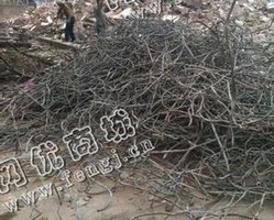 废大号钢筋回收