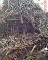 山东地区钢筋头大量回收