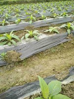 安徽安庆出售LDPE黑色地膜