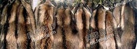 北京地区貉子毛领回收