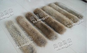 河南濮阳地区狐狸貉子毛条回收