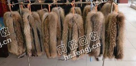 河北邢台地区貉子毛领回收