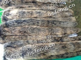 河南濮阳地区貉子毛条回收