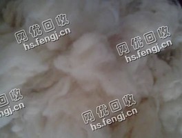 大白本白开花棉回收