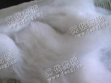 河北沧州河间地区长期供应涤棉开花棉